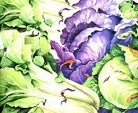 Cole Slaw Recipes Image